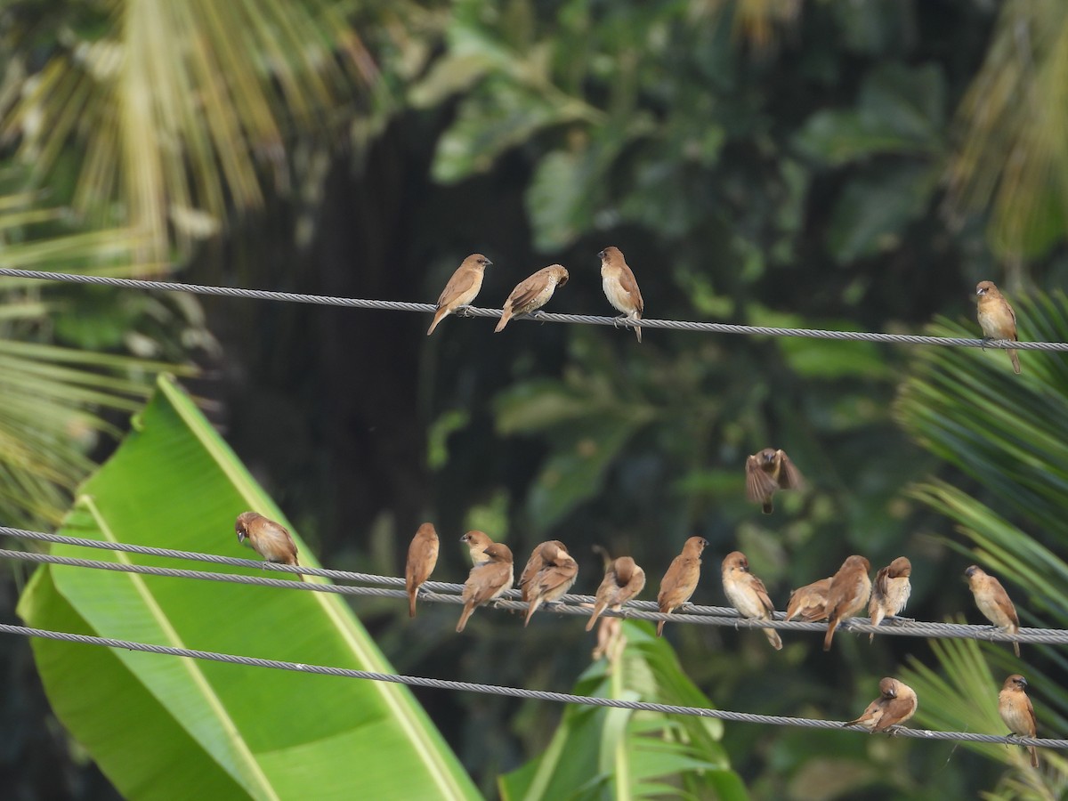 Scaly-breasted Munia - ML646775807