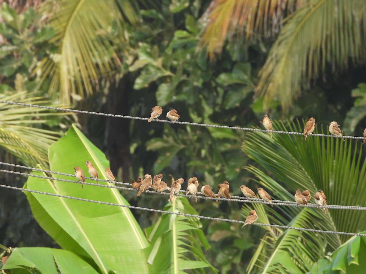 Scaly-breasted Munia - ML646775808