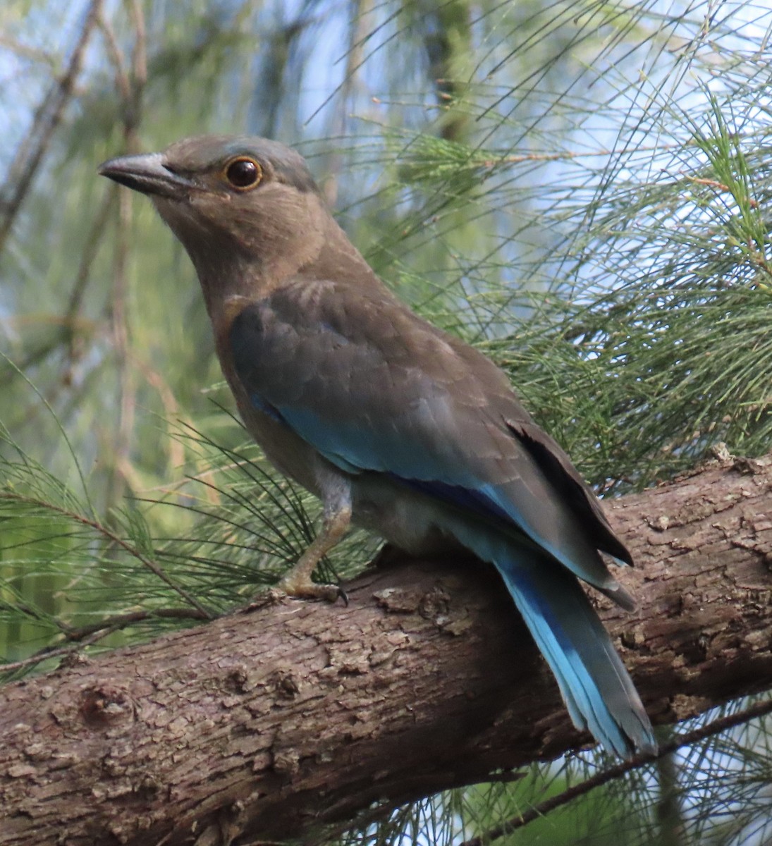 Сиворакша індокитайська - ML646775809