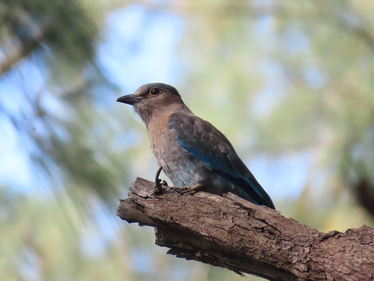 Сиворакша індокитайська - ML646775810