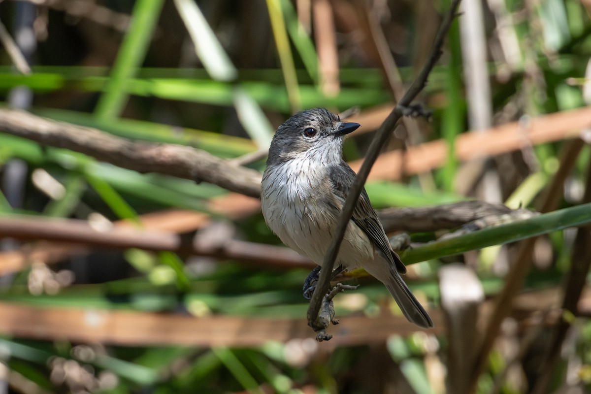 rustbukplystrer - ML646775811