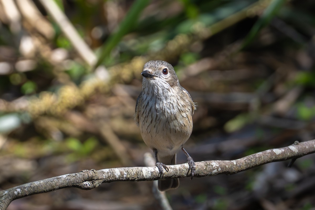 rustbukplystrer - ML646775812