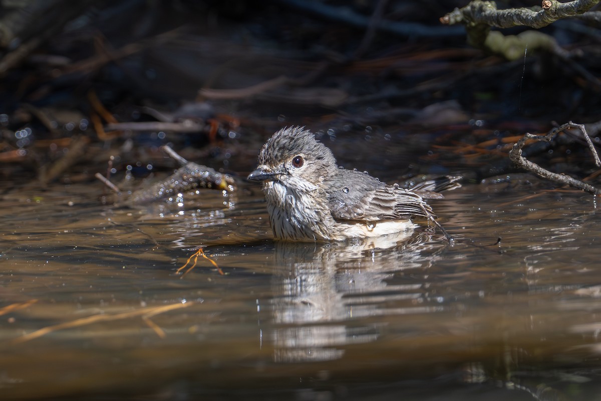 rustbukplystrer - ML646775813