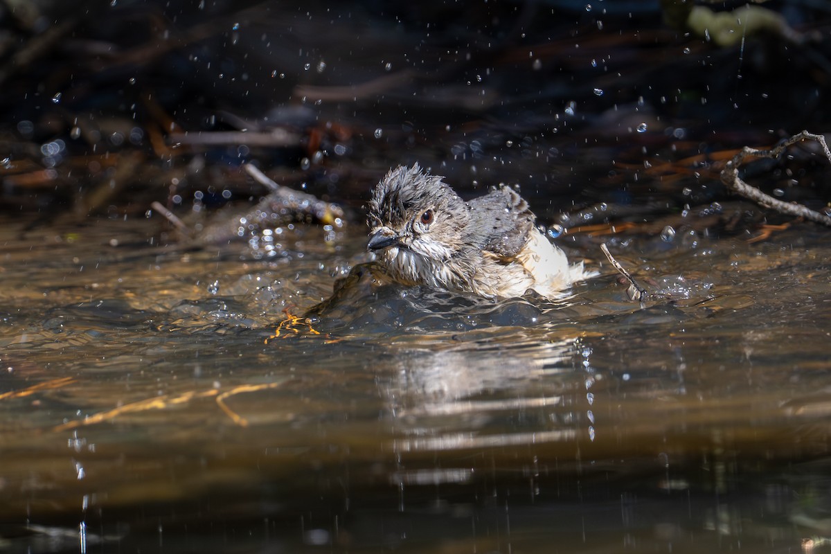 rustbukplystrer - ML646775814