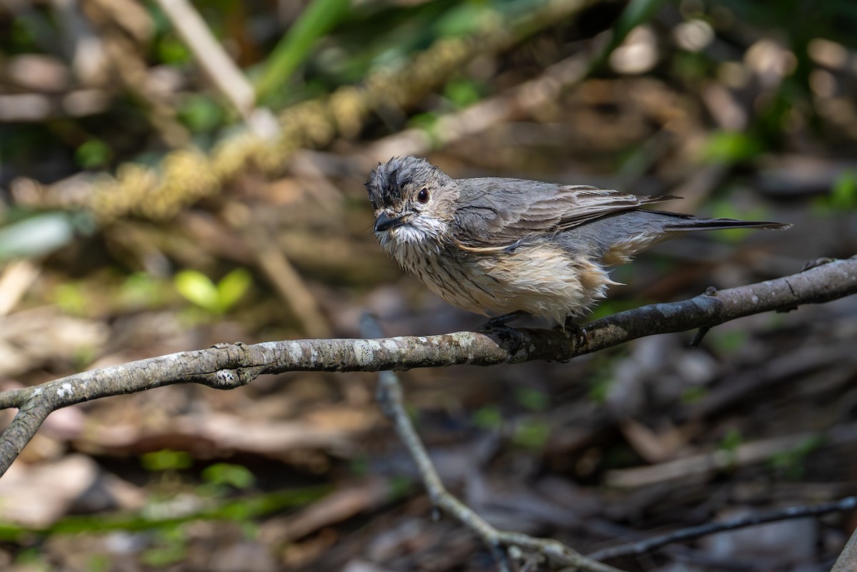 rustbukplystrer - ML646775815