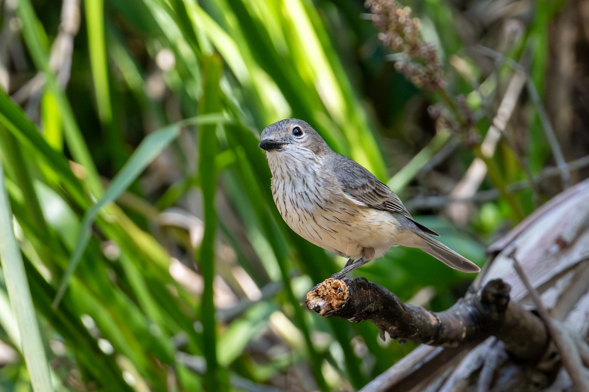 rustbukplystrer - ML646775816