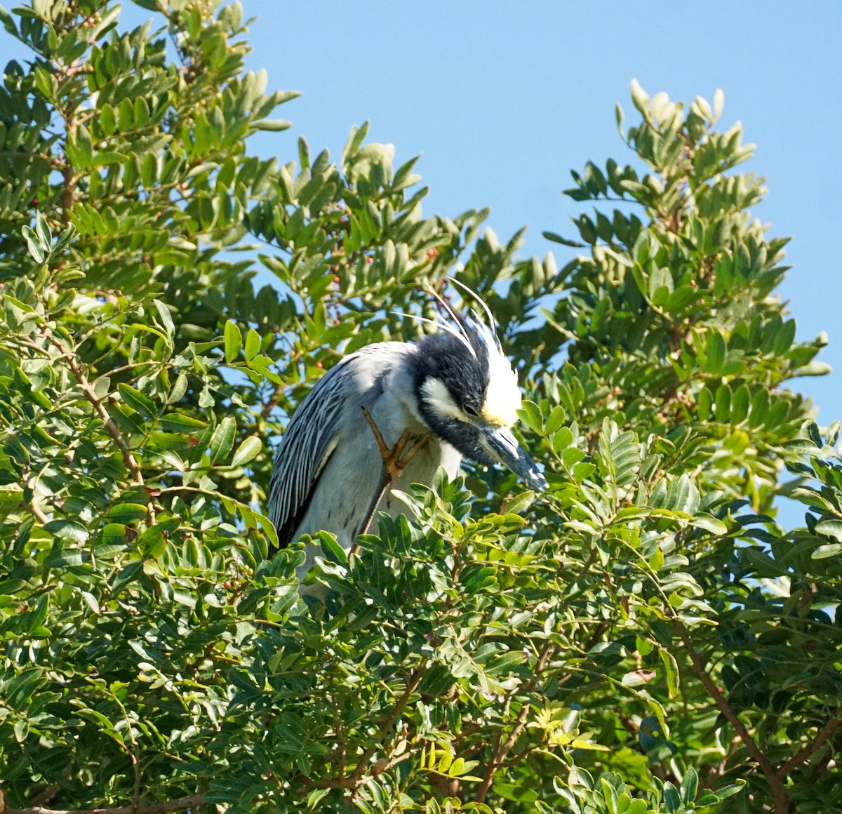 Yellow-crowned Night Heron - ML646775817