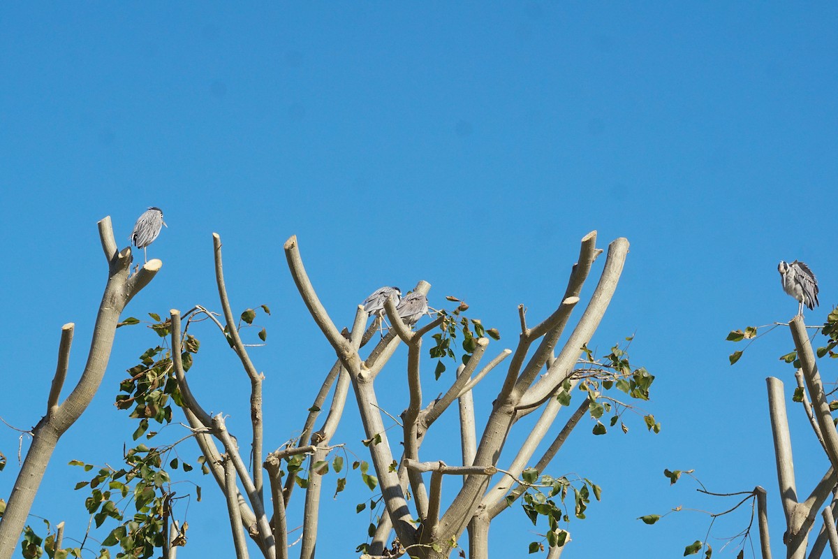 Yellow-crowned Night Heron - ML646775818