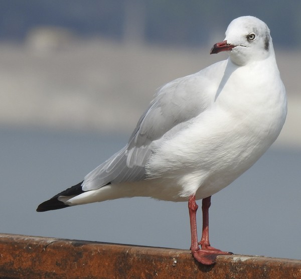 Озёрная чайка - ML646775819