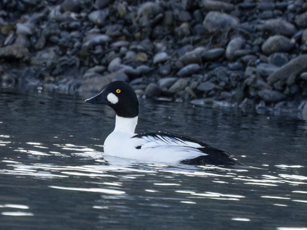 Quattrocchi - ML646775820