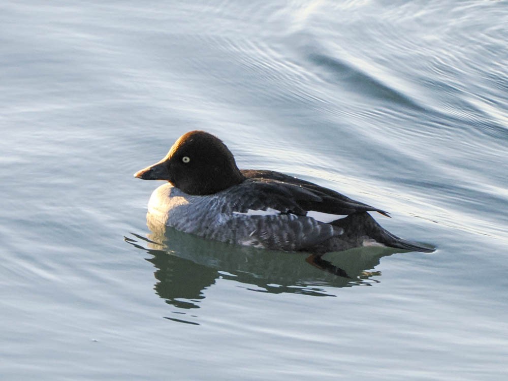 Quattrocchi - ML646775821