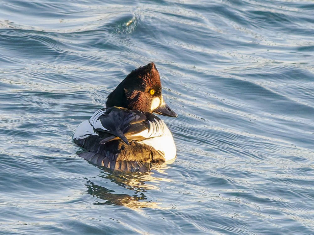 Quattrocchi - ML646775822