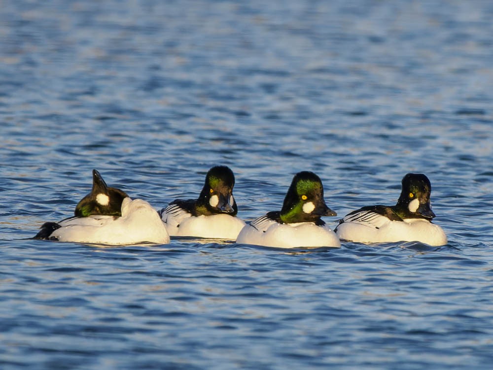 Quattrocchi - ML646775823