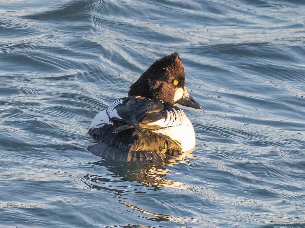 Quattrocchi - ML646775824