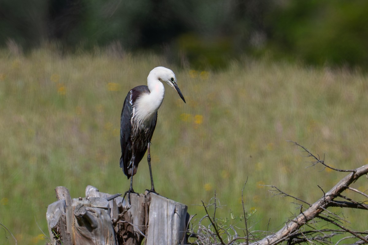 hvithodehegre - ML646775828