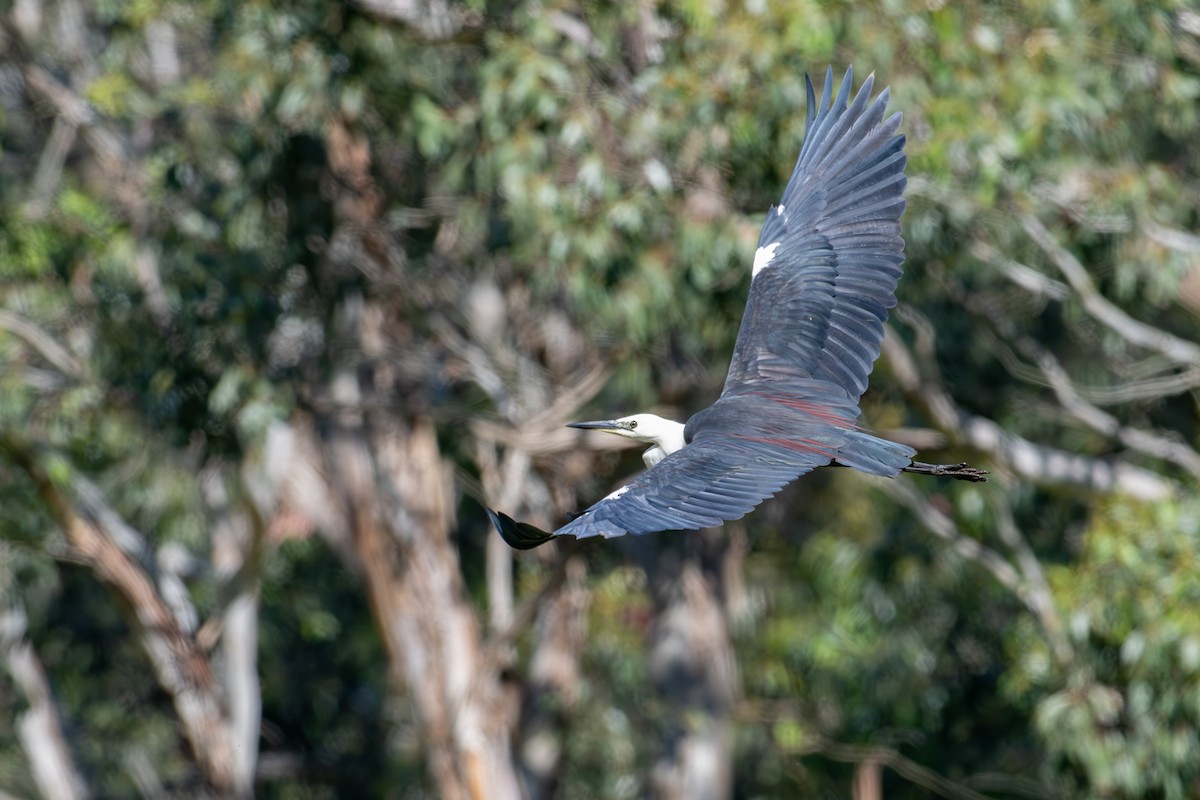 hvithodehegre - ML646775829