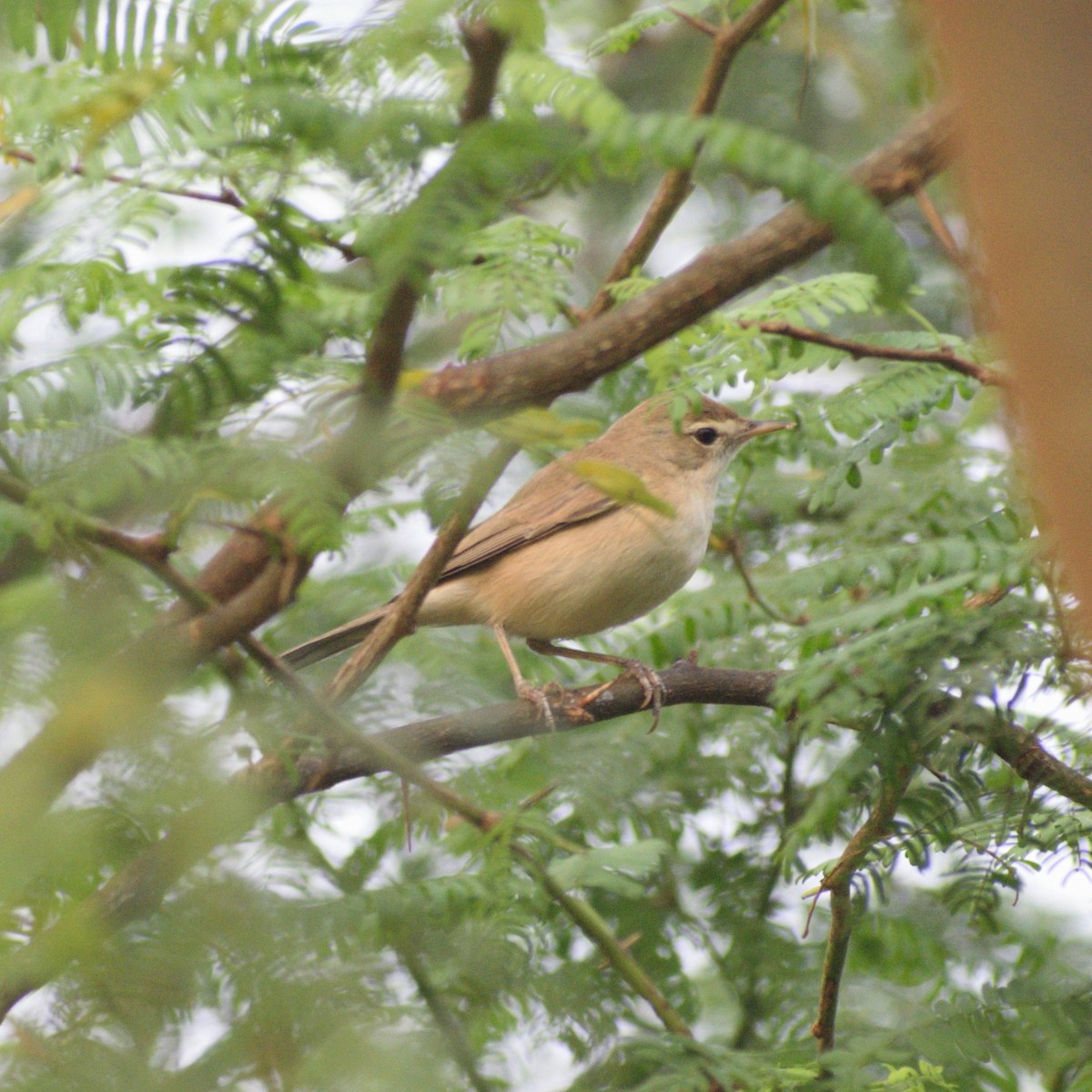 Sykes's Warbler - ML646775830