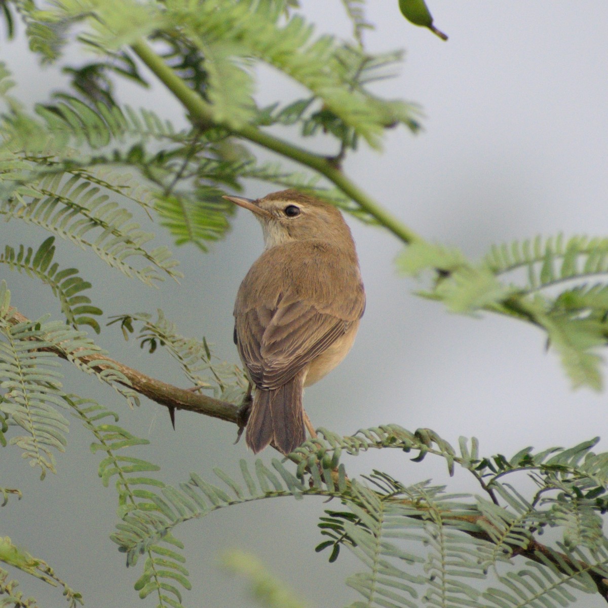 Sykes's Warbler - ML646775831