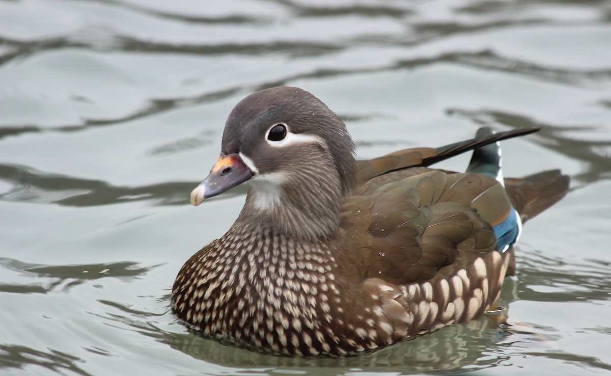 Mandarin Duck - ML646775832