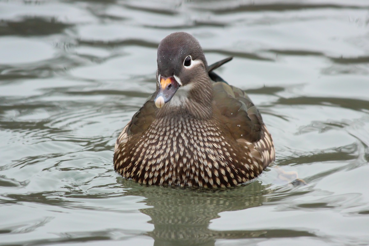 Mandarin Duck - ML646775833