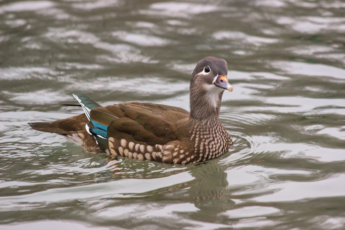 Mandarin Duck - ML646775834