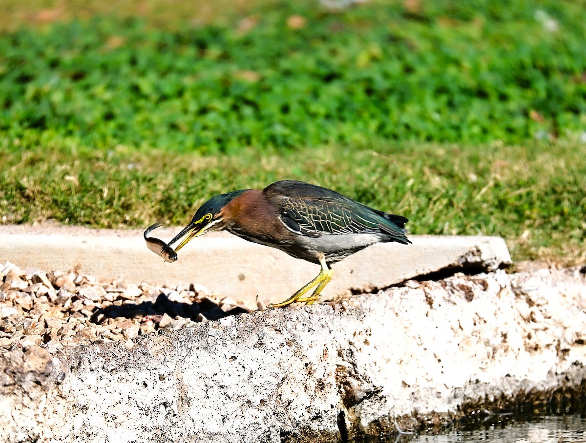 Green Heron - ML646775835