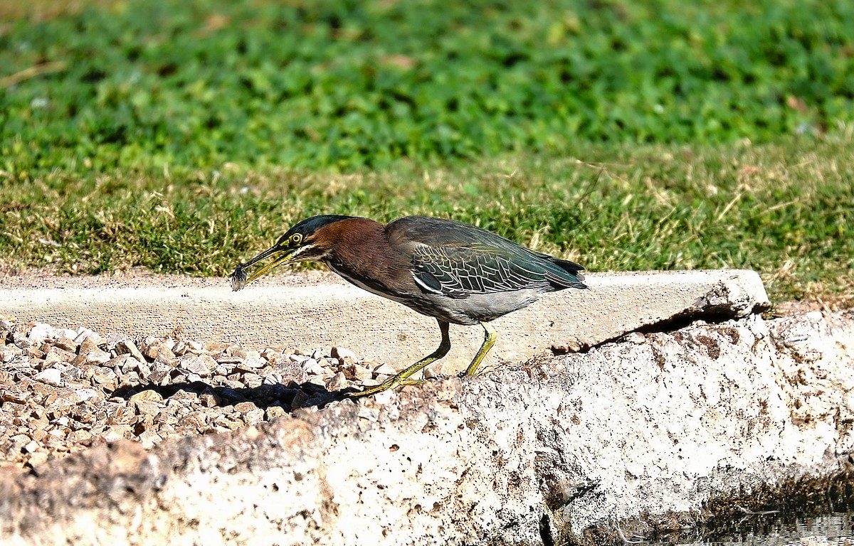 Green Heron - ML646775836