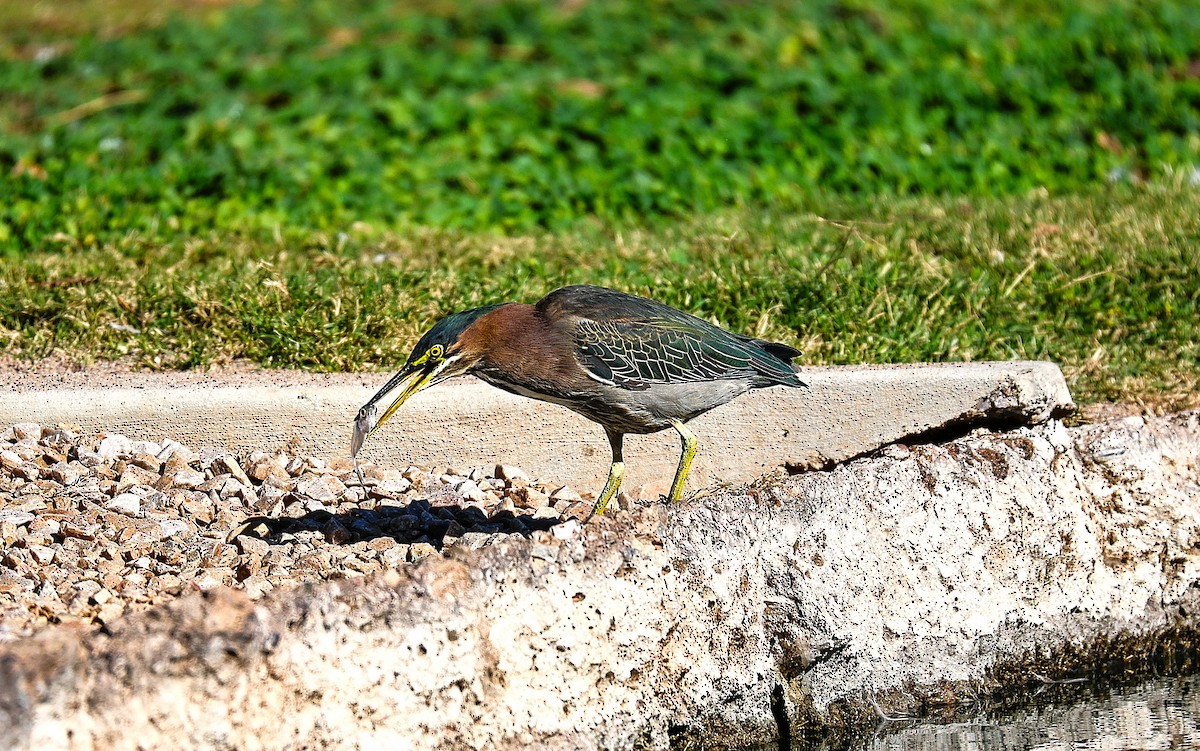 Green Heron - ML646775837