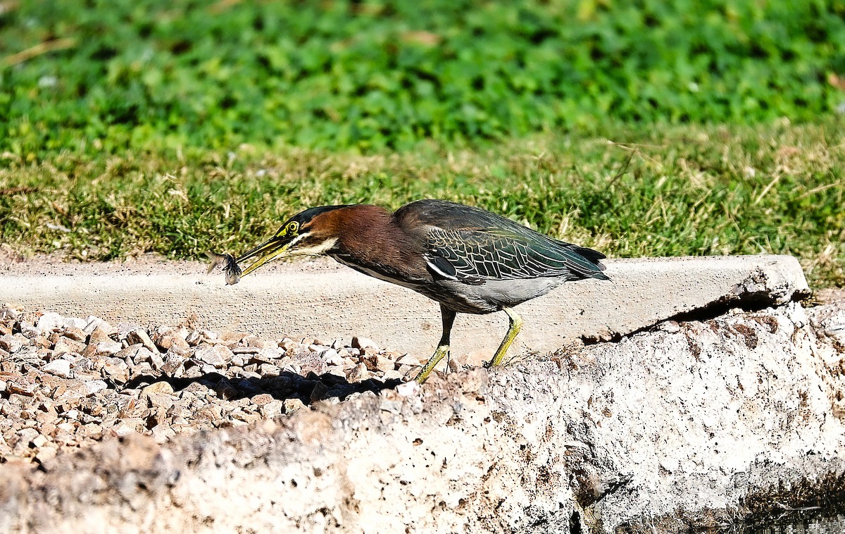 Green Heron - ML646775838