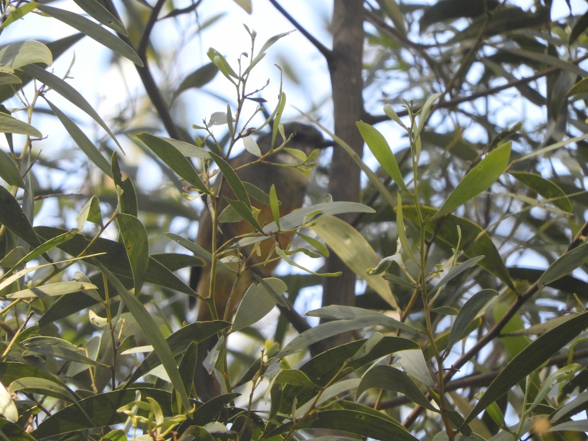 Olive Whistler - ML646775839