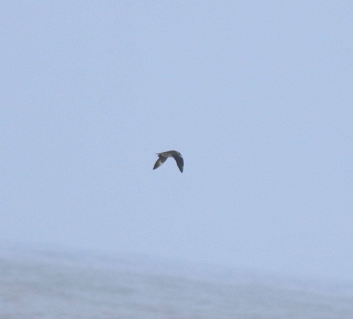 Parasitic Jaeger - ML646775840