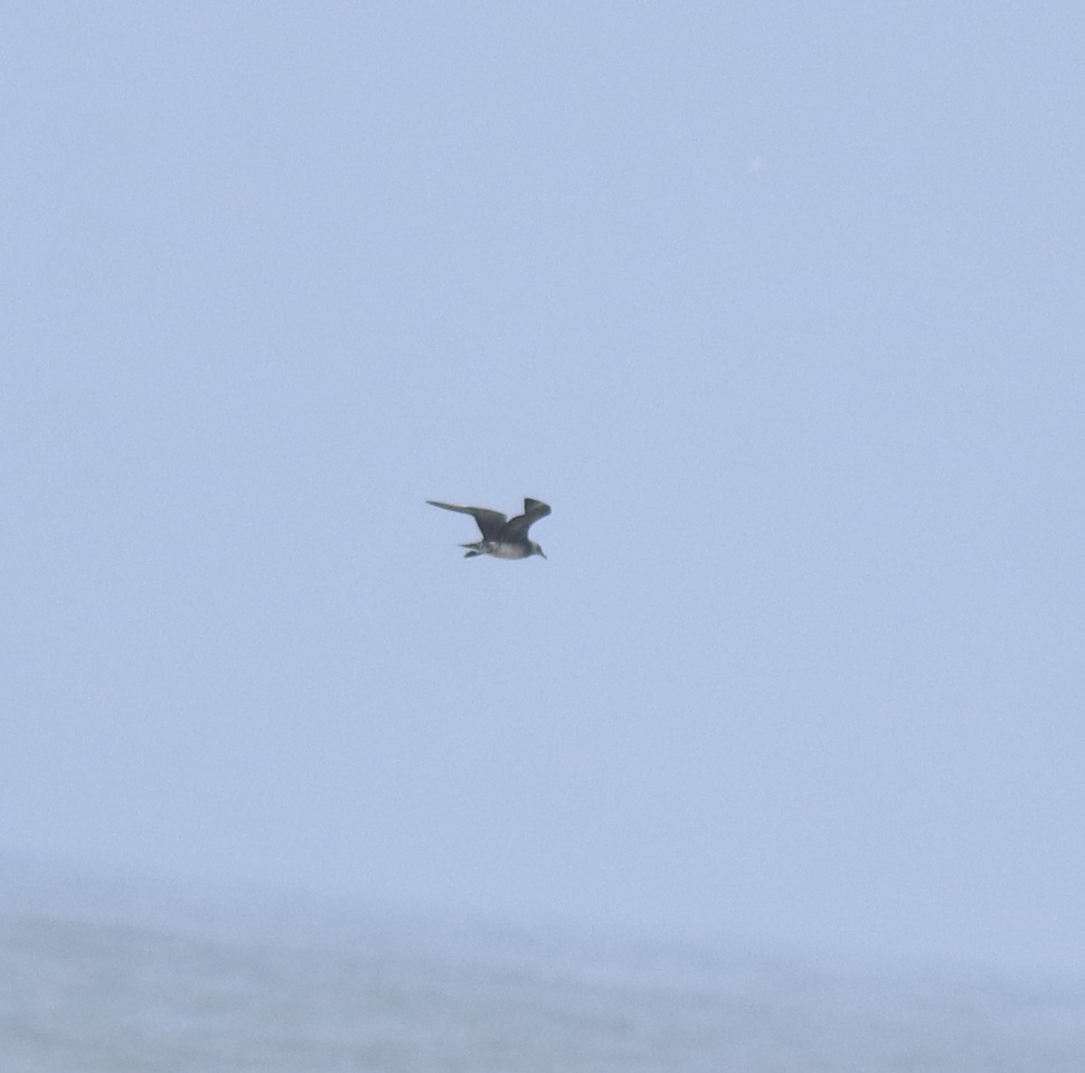 Parasitic Jaeger - ML646775841