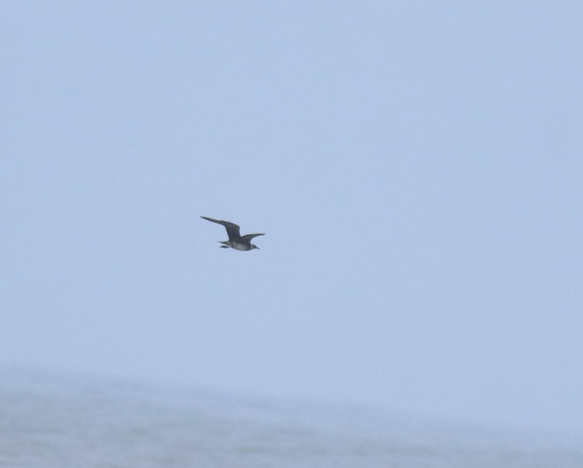 Parasitic Jaeger - ML646775842