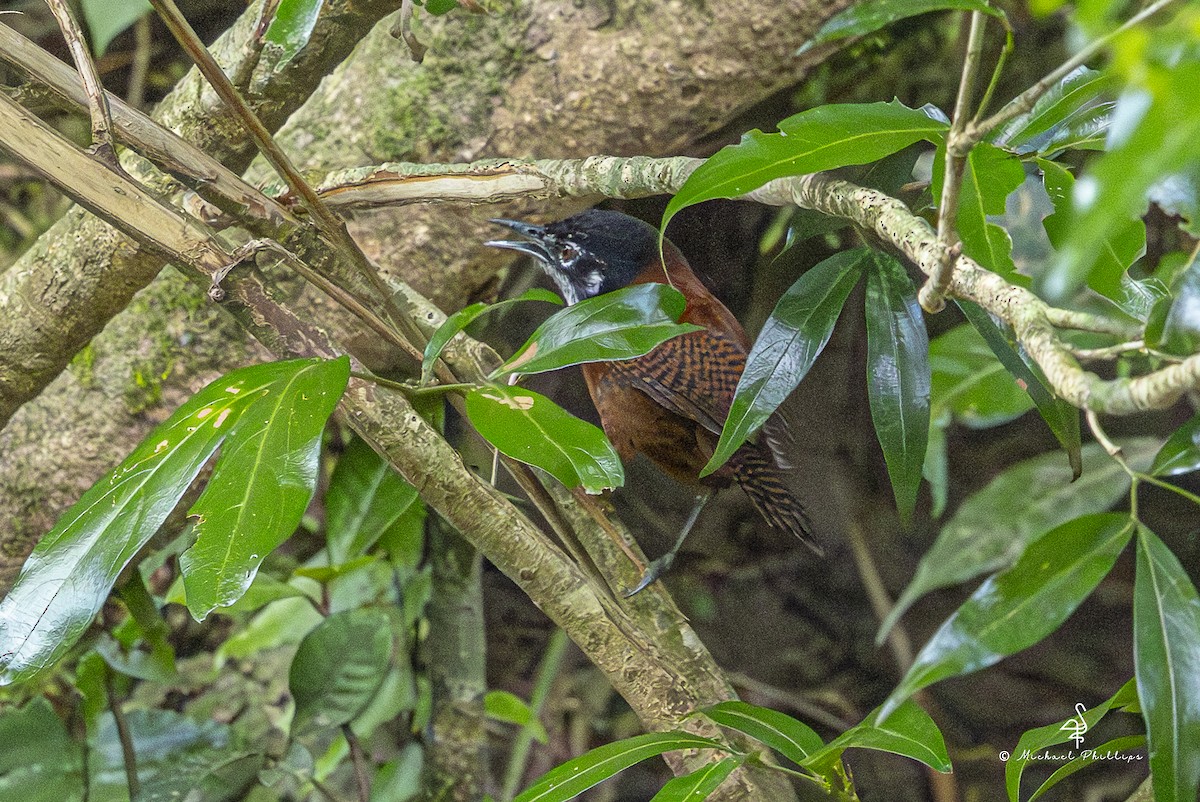 Bay Wren - ML646775846