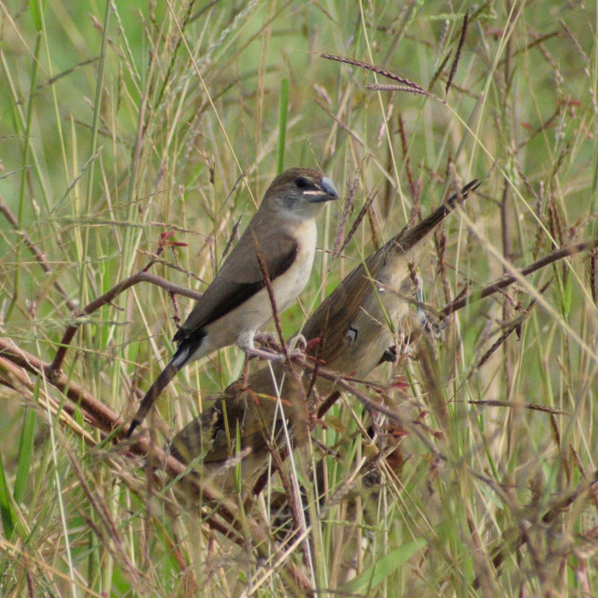 Indian Silverbill - ML646775848