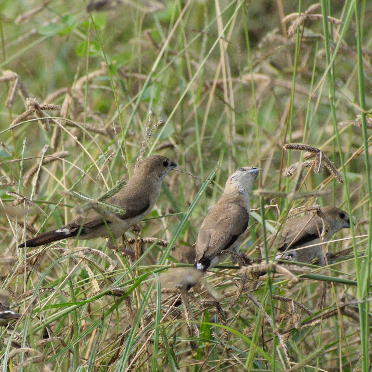 Indian Silverbill - ML646775849