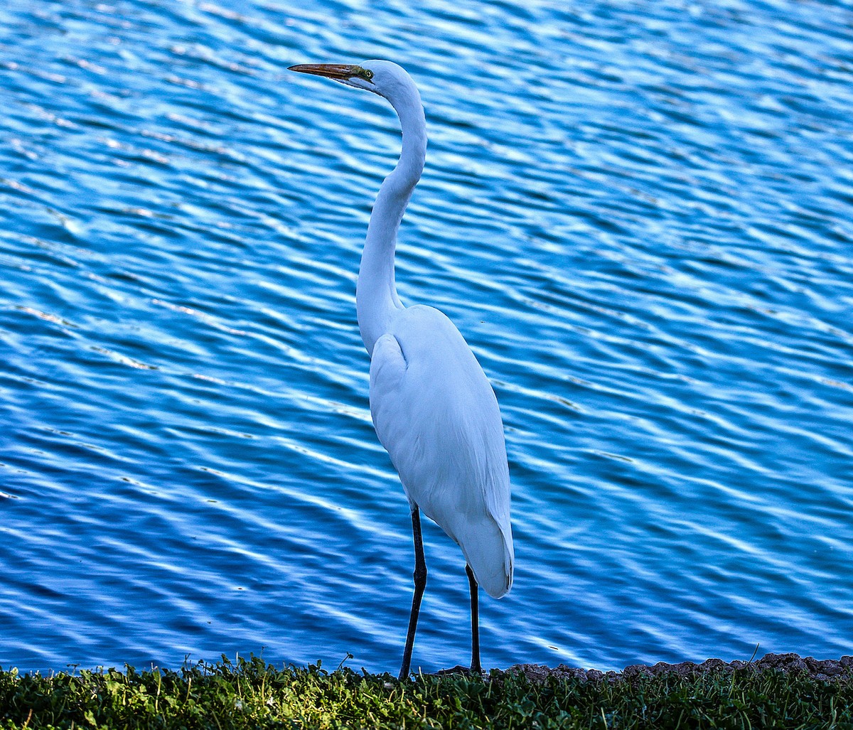 Great Egret - ML646775850