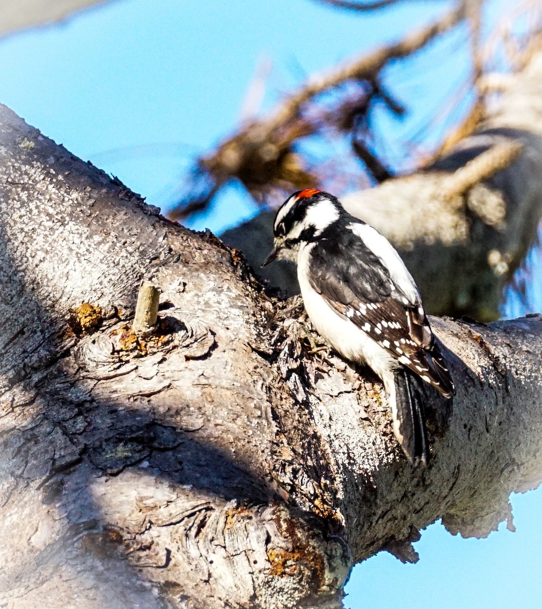 Downy Woodpecker - ML646775854