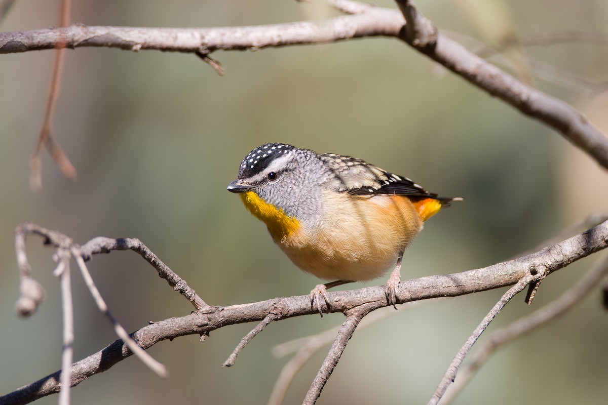 Spotted Pardalote (Spotted) - ML646775855