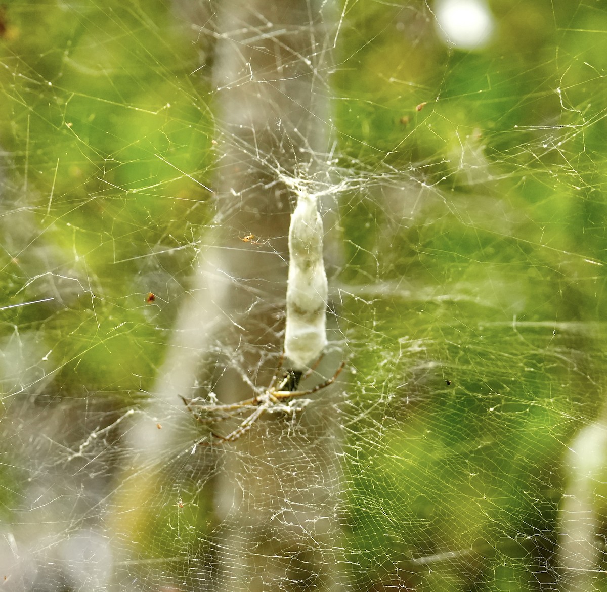 Animals - ML646775856