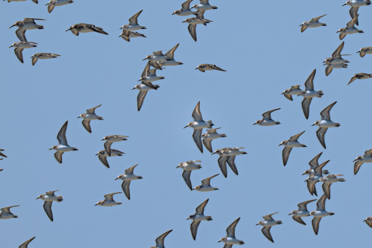 Western Sandpiper - ML646775857