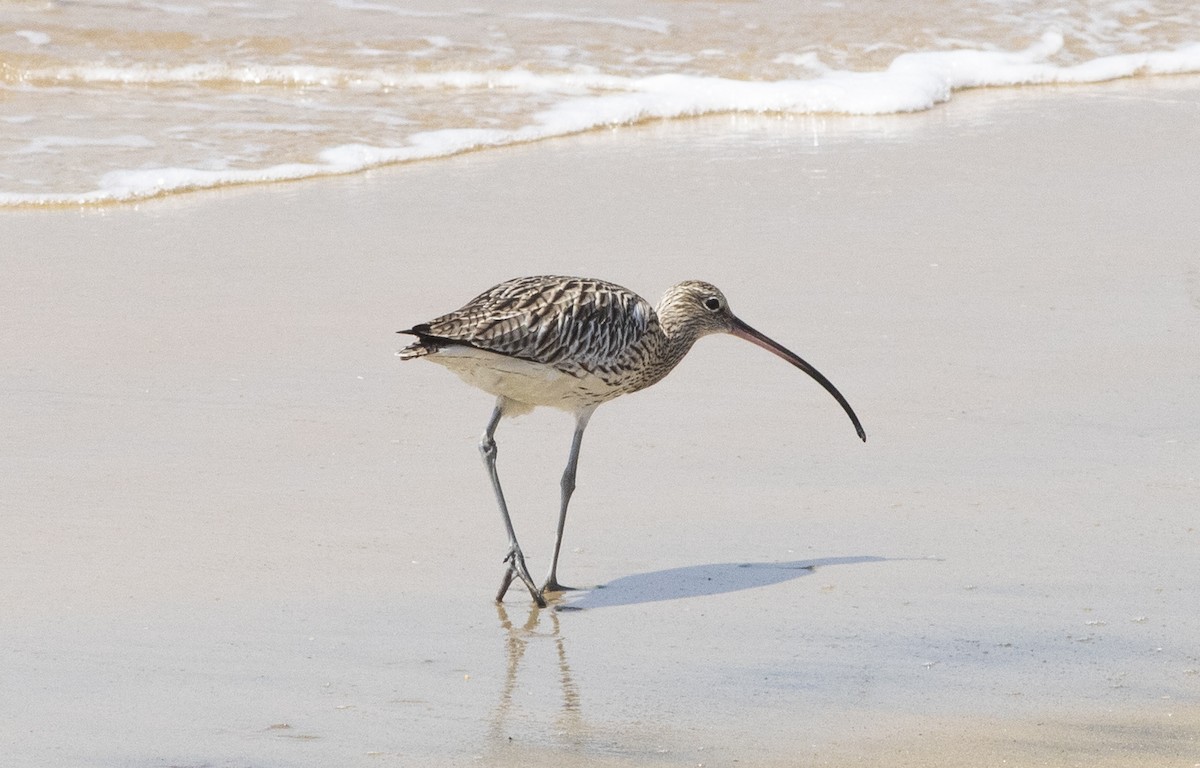 Eurasian Curlew - ML646775858
