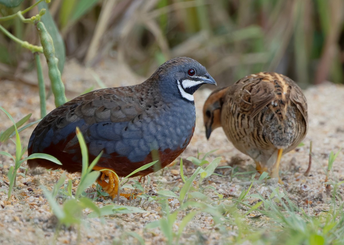 Blue-breasted Quail - ML646775859