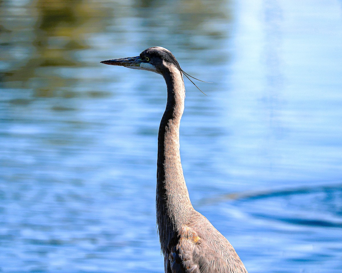Great Blue Heron - ML646775860