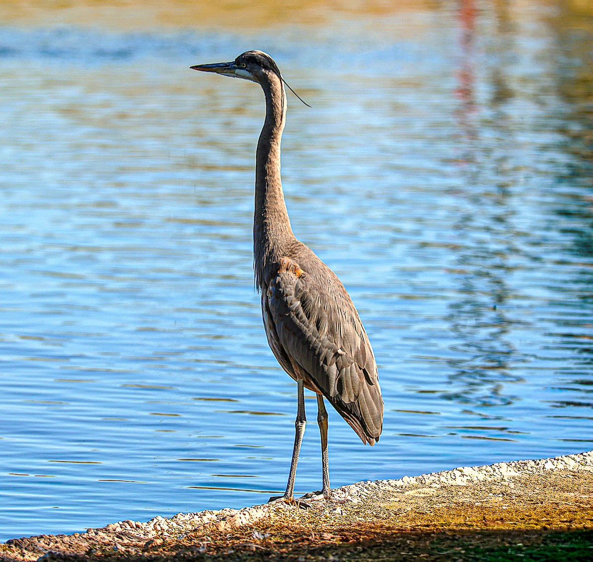 Great Blue Heron - ML646775861