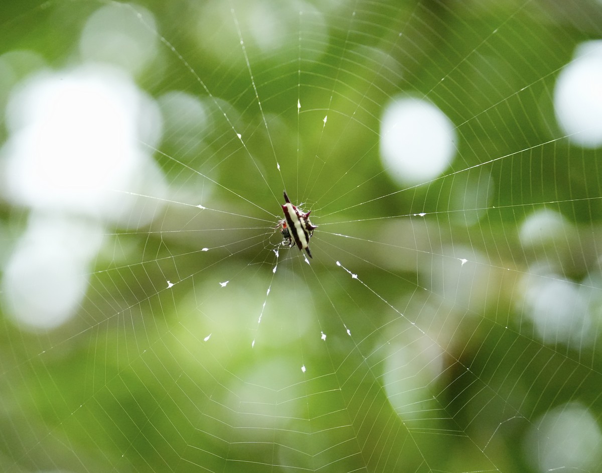 Animals - ML646775862