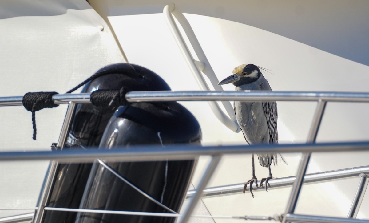 Yellow-crowned Night Heron - ML646775864