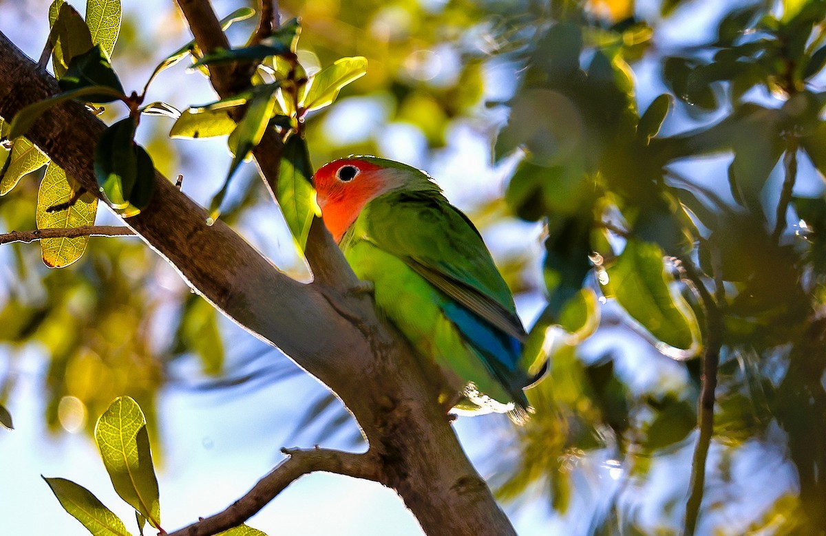 Rosy-faced Lovebird - ML646775865