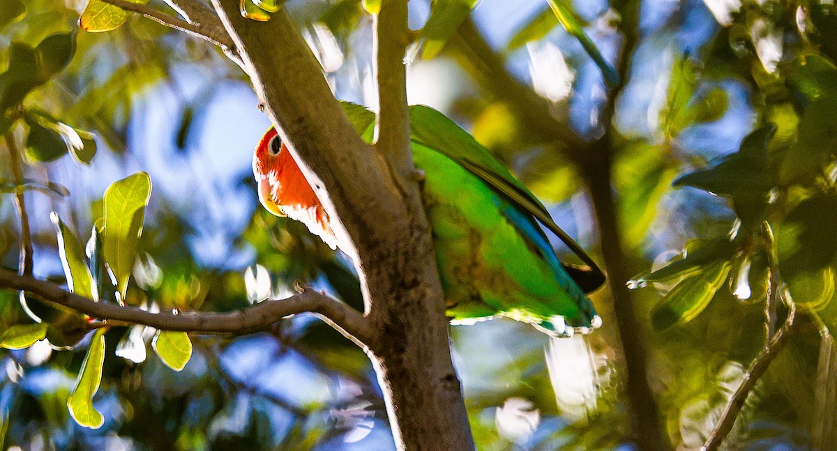 Rosy-faced Lovebird - ML646775866