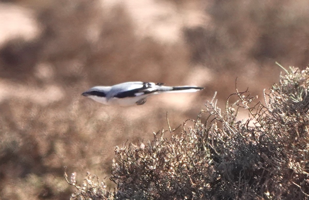 Great Gray Shrike - ML646775868